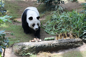 香港大熊猫，是否依然安好？